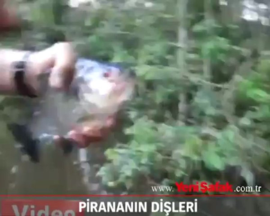 Pirananın dişleri