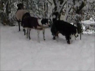 15 janvier - Adria, Ezio et Illyria dans la neige