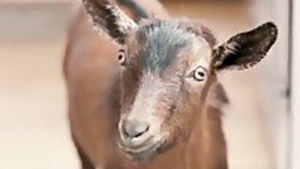 Doritos Super Bowl Commercial: Goat 4 Sale