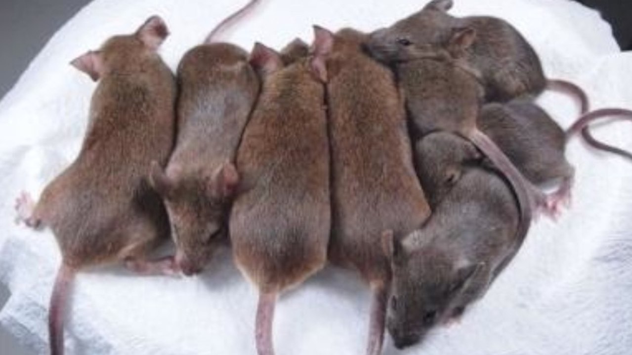 They Cloned This Mouse HOW Many Times??