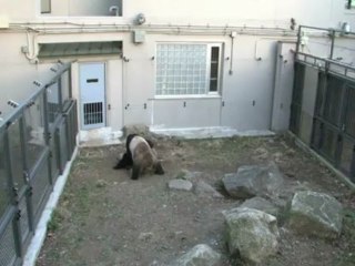 Les pandas géants de Tokyo l'ont fait...