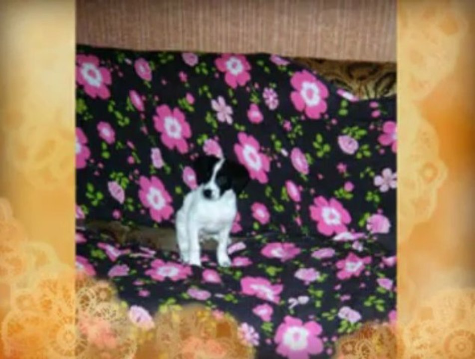 mes boulis et ma petite croisé epagneul