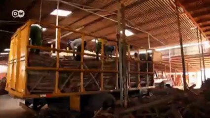 Brasil ecológico. Biomasa en Capela | Global 3000