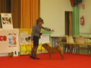 BB sharpei en expo régionale