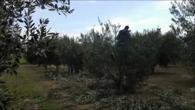 Κλάδεμα ελαιώνα