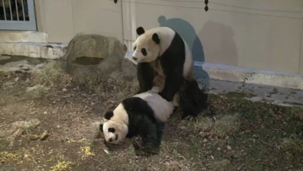 Tierisch: Liebe und Hiebe bei den Pandas