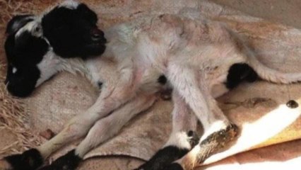 Two-Headed Lamb Born