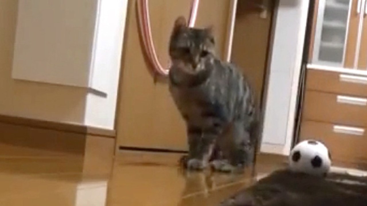 Bionic Goalkeeper Cat Genius In Action!