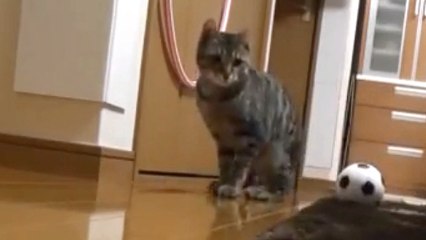 Bionic Goalkeeper Cat Genius In Action!