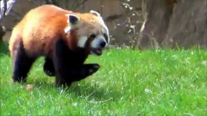 Panda roux beauval 2012