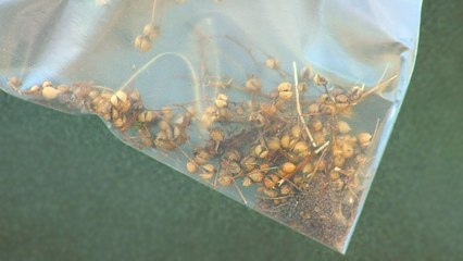 How To Save Seeds From Your Garden