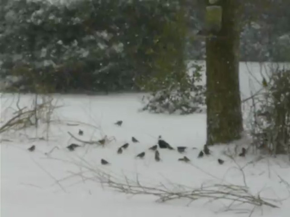 oiseaux