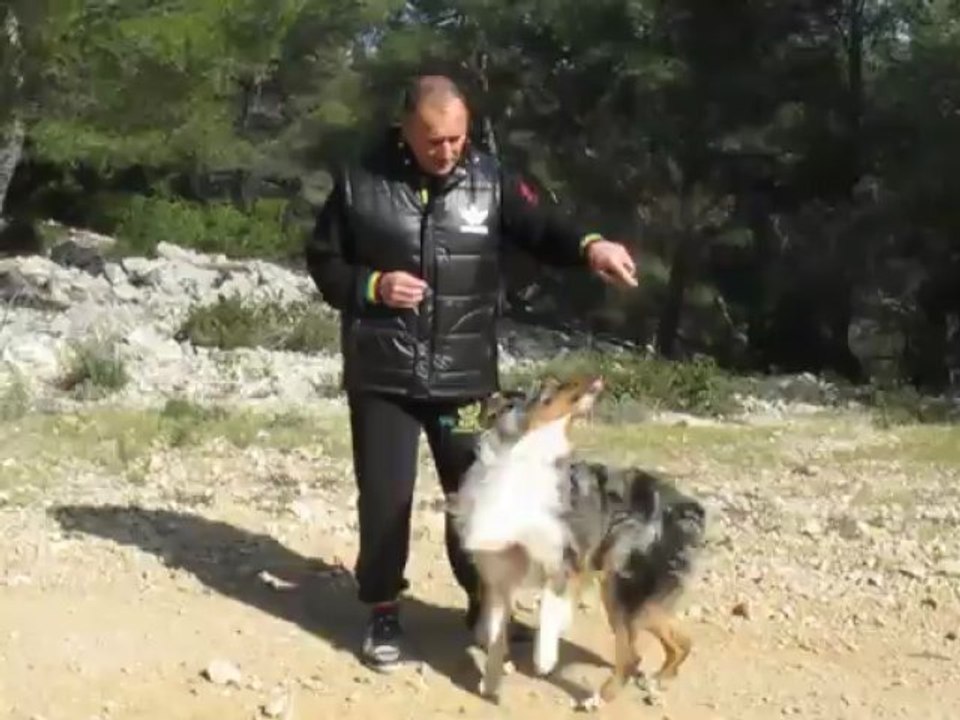 Dressage canin la ciotat Rapport d'objet dans la poche