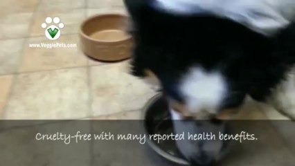 Vegan Dog Food First Timers