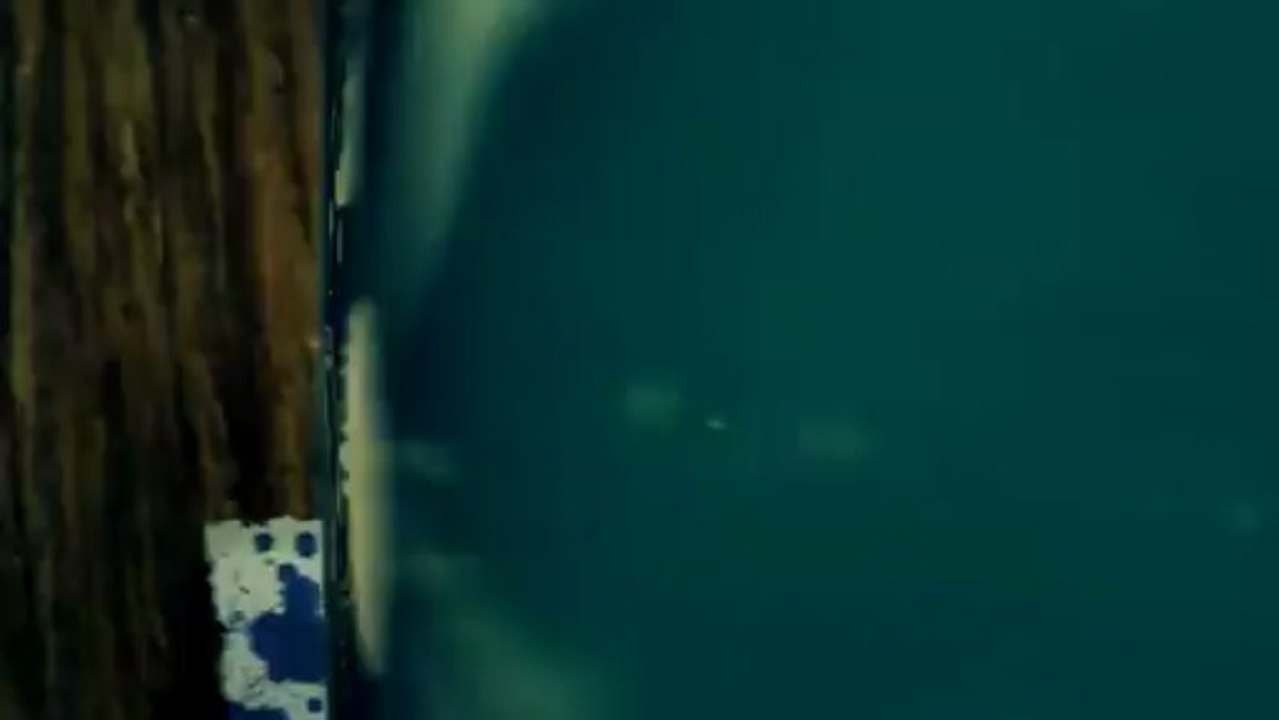 Comment télécharger une vidéo Dailymotion [Tuto] Vidéo Dailymotion