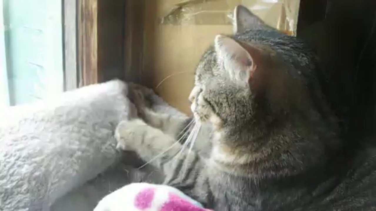 Tendre Timmy