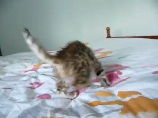 Magic Bengal Ilixir boy 7 weeks