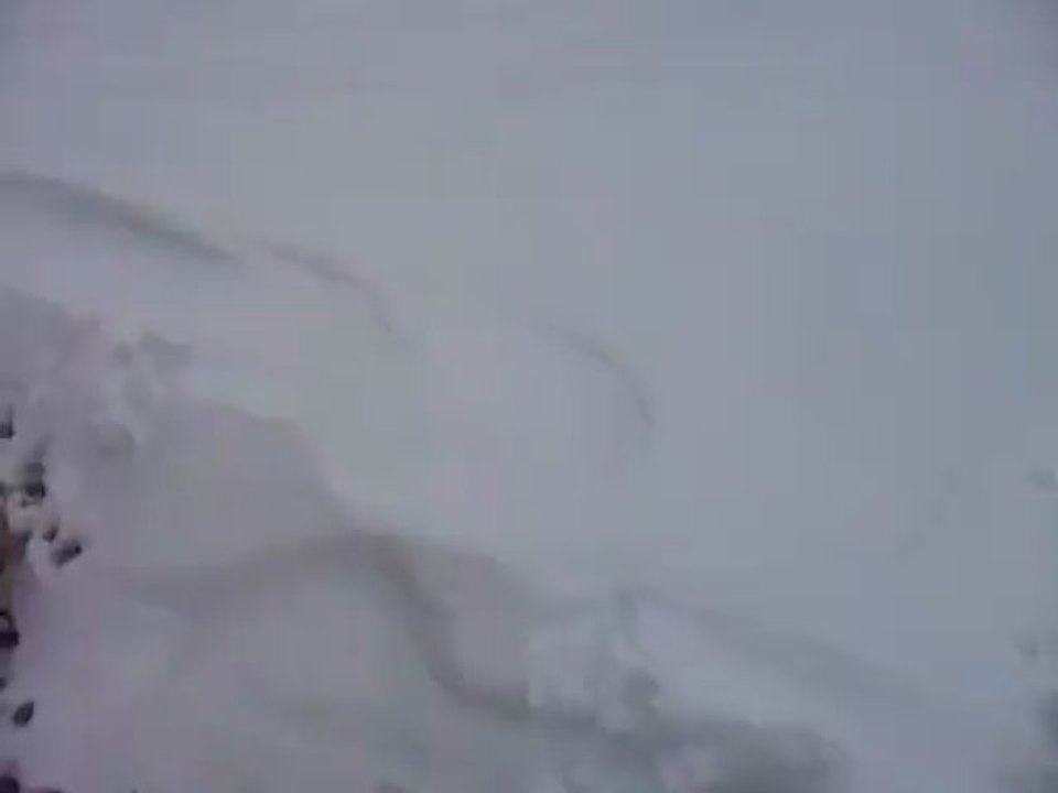 Yorkshires jouant dans la neige