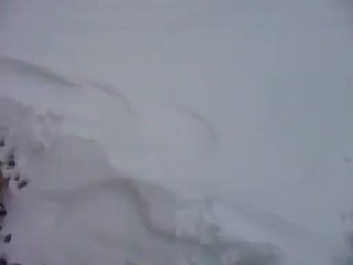 Yorkshires jouant dans la neige