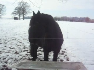 Mon frison sous la neige