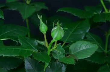 Fleuriste Paris Question Fleurs