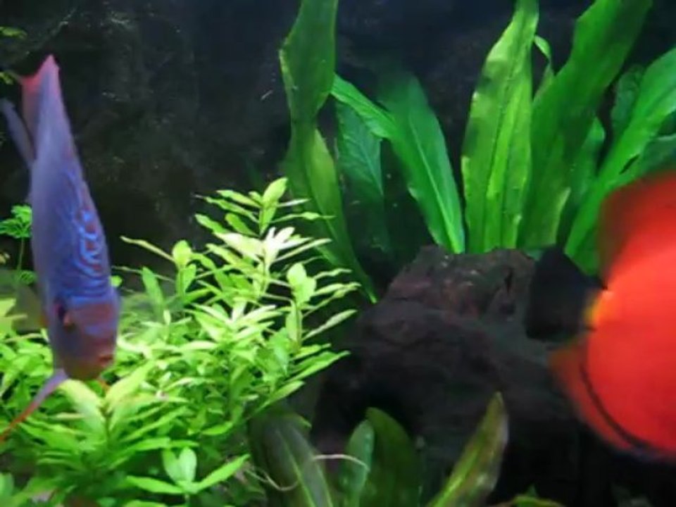 repro discus communautaire 2013