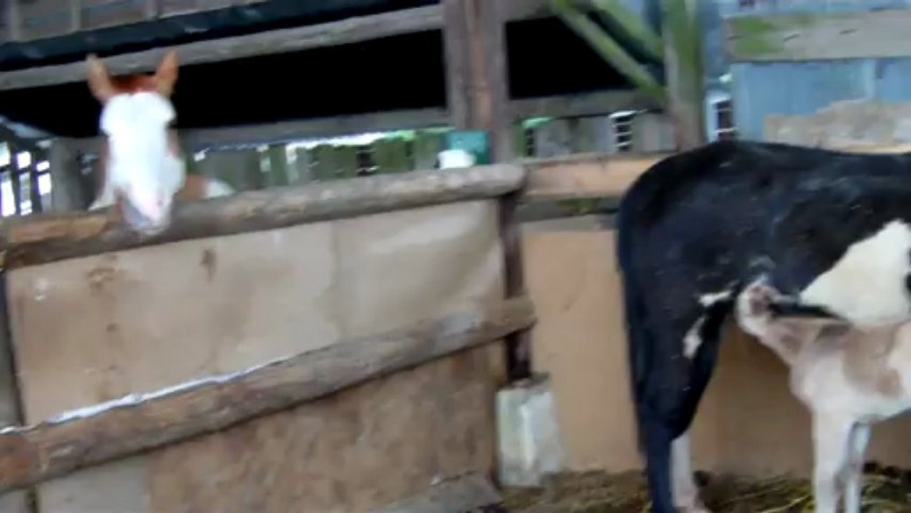 Poulain de Loulou le 13 mars2013