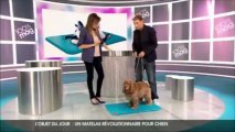 Le tapis auto-rafraîchissant pour chien Canine Cooler