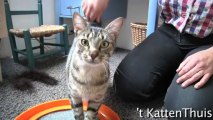 Katten | Dierenasiel | Lille, Antwerpen, België | DEKEMPENKAT | By Swtv