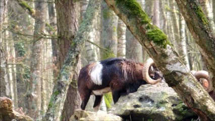 Le mouflon Corse