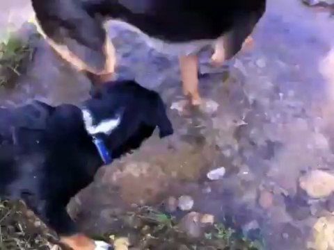 la source dans la foret avec Houba chiot Bouvier d'Appenzell