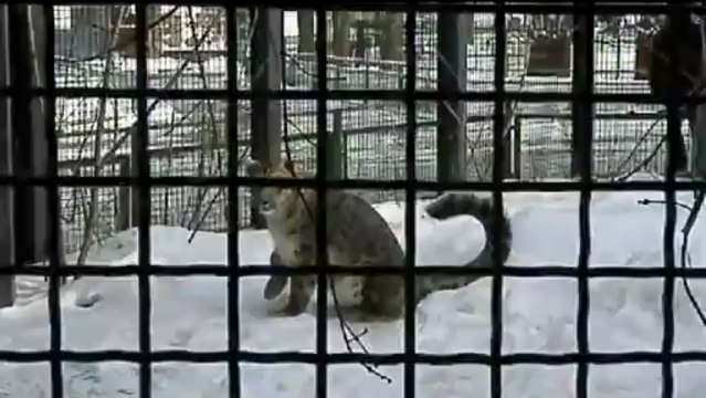 ирбис играет