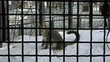 ирбис играет