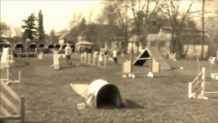 carlito border collie