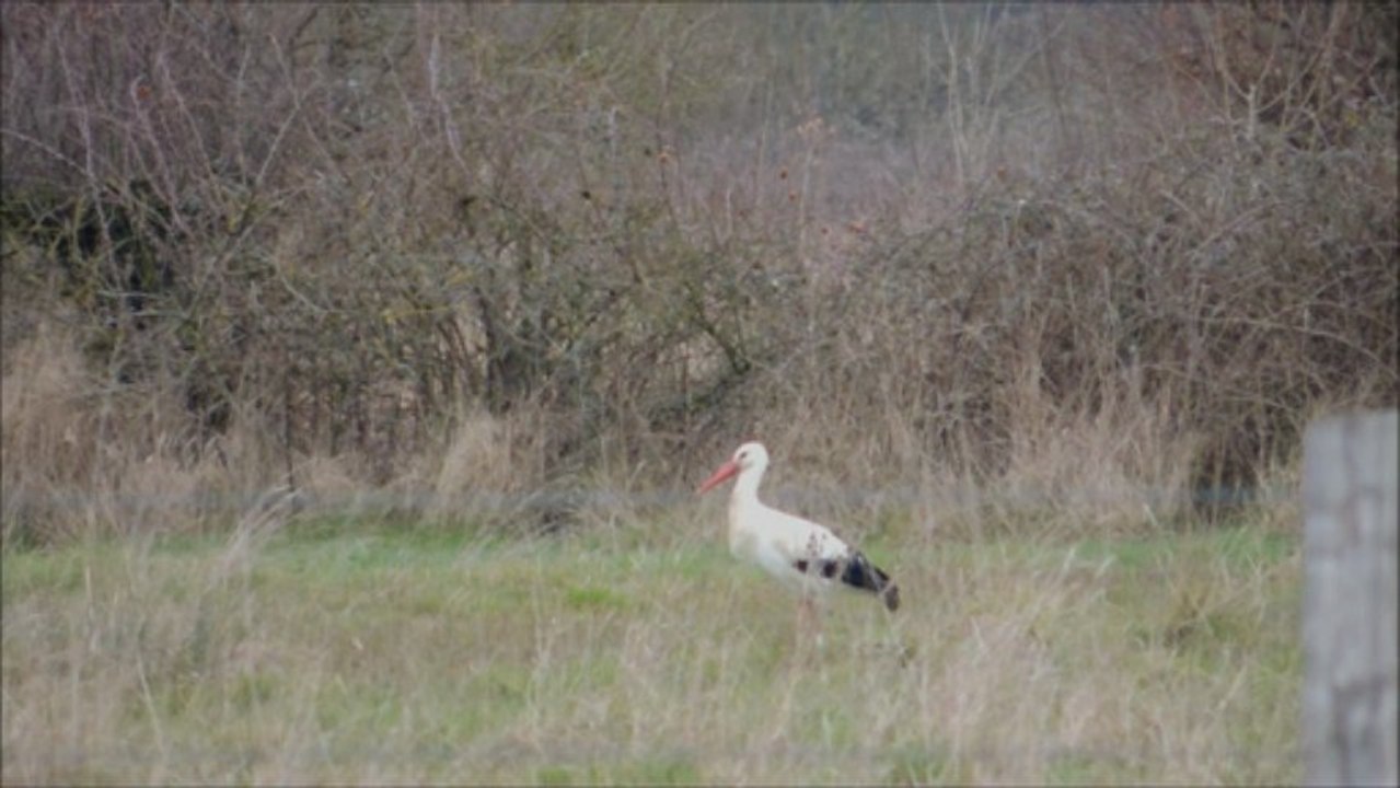 La cigogne blanche
