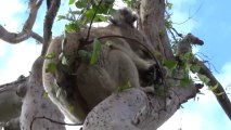 Australie- Great Ocean Road: En direct avec un Koala