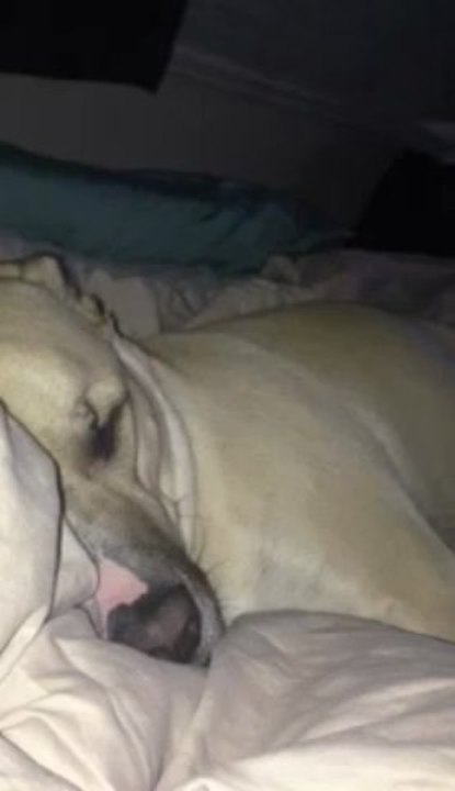 Becks snores like Daffy Duck