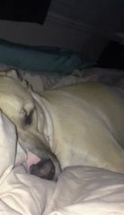 Becks snores like Daffy Duck