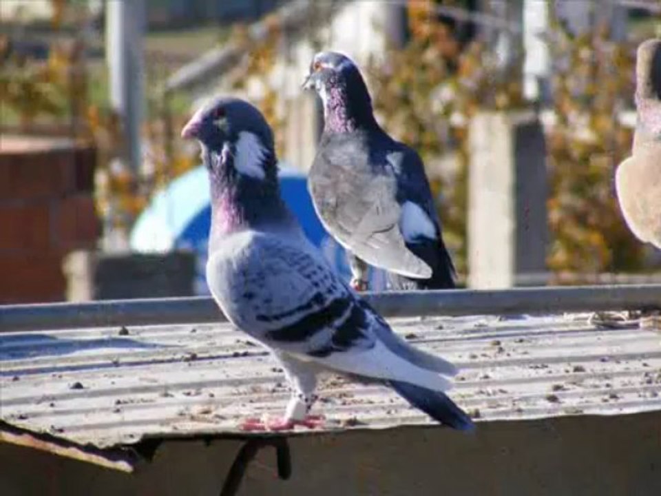 ŞAMI-ZIRHLI FİLO GÜVERCİNLERİ www.guvercintv.com www.guvercinurfa.com www.guvercinrehberi.com