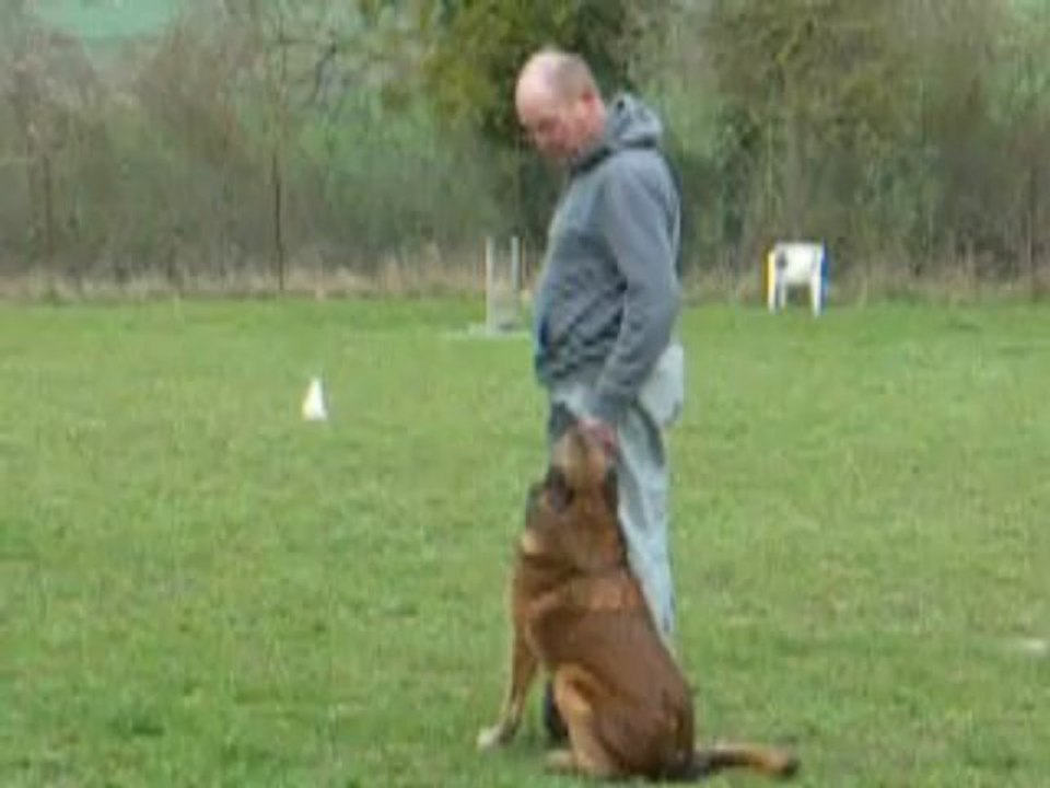 Concours OBÉ - 19 mars 2011 - CCSA - Chien : Alexandre