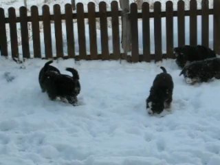 BB Chaumes / Dyorg 47 jours