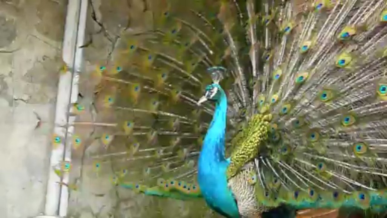 tavuskuşunun serenatı