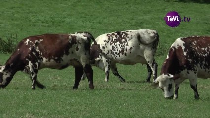17 mars 2013 - La situation des producteurs de lait par Alain Leboulanger