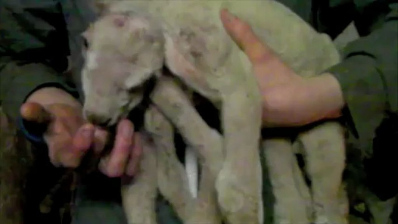 Un agneau à 6 pattes à Mondrepuis