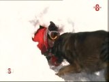 Exercices des maitres-chiens d'avalanche en Savoie