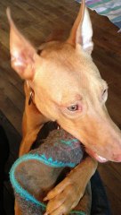 Aitch bouffe ma pantoufle