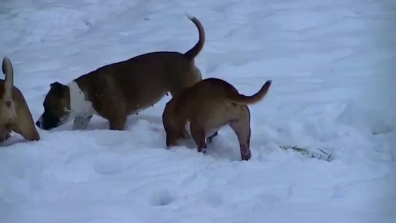 Nos loulous staffies de Staffordland 2