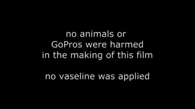 Regardez ces bébés phoques faire du surf sur une vraie planche