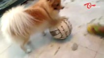 Cute Dog Playing Soccer