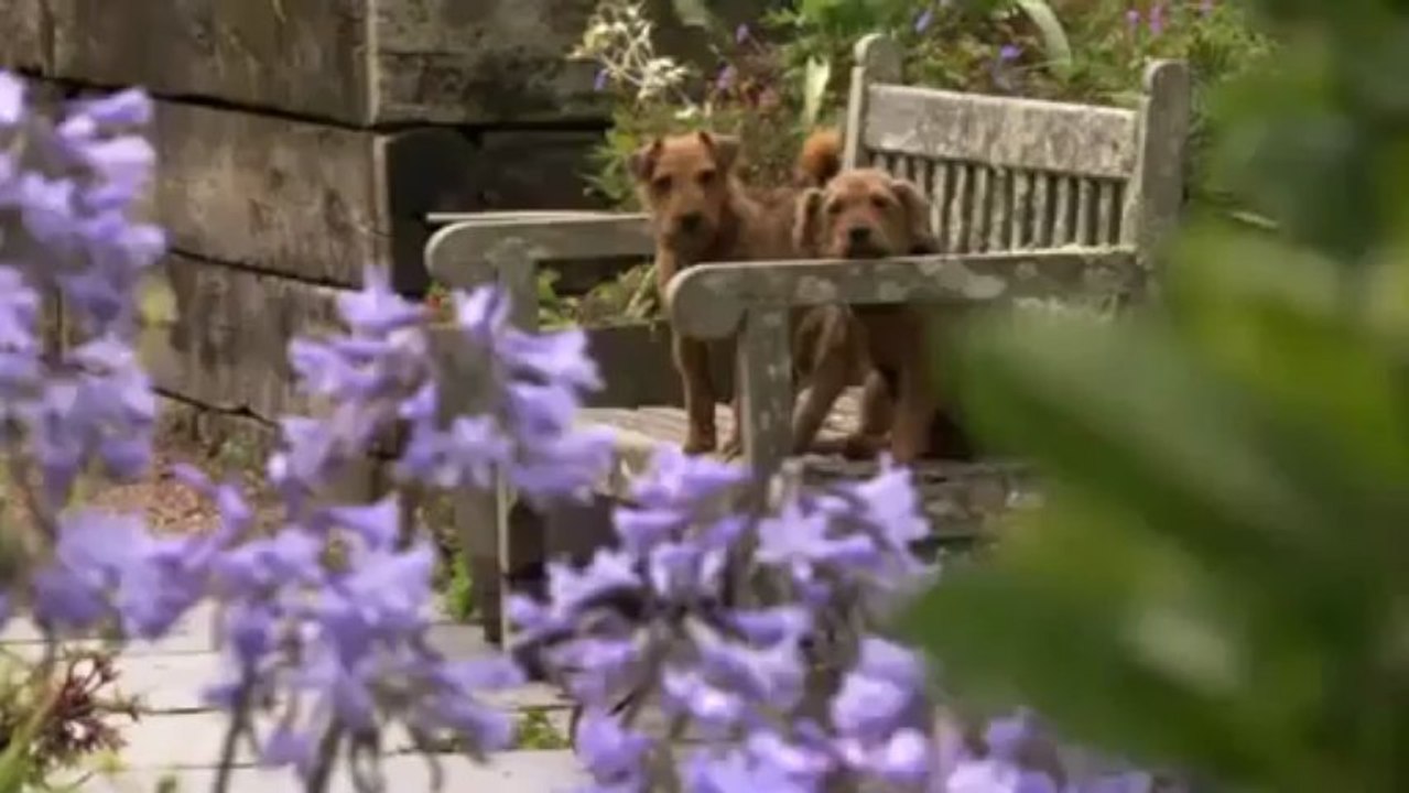 Life in a Cottage Garden 4 - High Summer